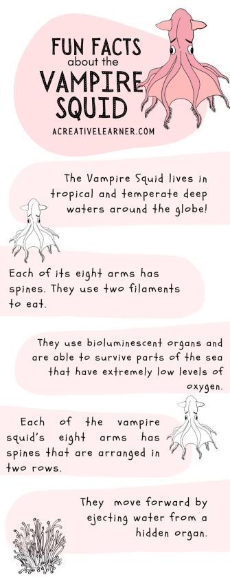 Vampire Squid Craft - Midnight Zone Marine Biology - Vampire Squid Drawing, Sea Animal Facts, Marine Biology Crafts, Marine Biology Facts, Marine Biology Drawings, Marine Biology Books, Marine Biology Notebook, Marin Biology, Marine Biology Journal