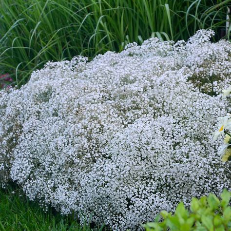 Summer Sparkles® Baby's Breath | Brecks Premium Bulbs Perennial Border Plants, Partial Shade Flowers, Gypsophila Elegans, White Flower Farm, Tiny White Flowers, Park Street, Sun Perennials, Plant Projects, Babies Breath