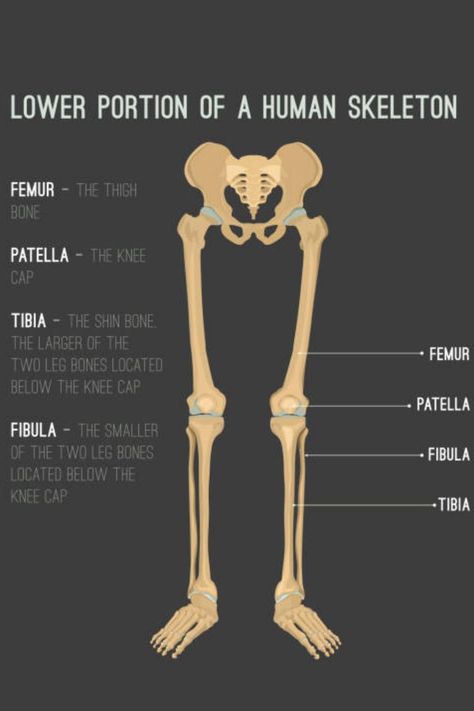 LOWER LIMB Leg Bones, Skeletal System, Lower Extremity, Human Body Parts, Organ System, Lower Limb, Human Skeleton, The Shins, Medical Terminology