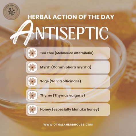 Antiseptic herbs contain compounds that prevent the growth of bacteria, fungi, and viruses. These herbs have been used for centuries to clean wounds, treat infections, and promote healing. They can be particularly useful in situations such as: 🌿 Wound Care: Herbs like calendula and tea tree are effective in preventing infections in cuts, scrapes, and other wounds. 🌿 Oral Health: Herbs like myrrh and sage can help treat mouth infections and promote oral hygiene. 🌿 Skin Infections: Lavender ... Herbs With Antifungal Properties, Wound Healing Essential Oils, Herbs For Viral Infection, Herbs For Healing Wounds, Herbal Wound Care, Herbs For Wound Healing, Medicinal Herbs Garden, Melaleuca Alternifolia, Turmeric Benefits