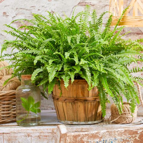 Safe House Plants, Best Air Purifying Plants, Air Purifying House Plants, Boston Fern, Cheese Plant, Plant Supplies, Best Indoor Plants, Plant Guide, Evergreen Plants