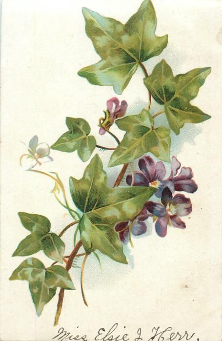 violets & ivy leaves, four purple flowers, one bud, one leaf & stalk at bottom - TuckDB Postcards Ivy Tattoo, Illustration Botanique Vintage, Ivy Flower, Catherine Klein, Ivy Cottage, Academic Drawing, Ivy Leaves, Birthday Postcards, Illustration Botanique