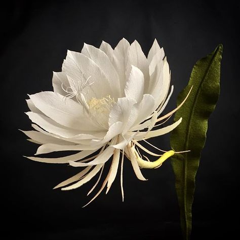 Kadupul flower, national flower of Sri Lanka. Grows easily, but blooms rarely. Kadupul Flower, Night Blooming Flowers, Moon Flowers, Orchid Cactus, Queen Of The Night, Paper Flower Art, Floral Ideas, Moon Flower, Blooming Flowers