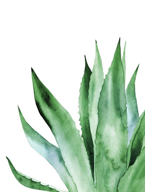 Agave leaves at ArtfullyWalls, Watercolour illustration on white. Artfully Walls, Agave Plant, Watercolour Inspiration, Watercolor Plants, Watercolor Paintings Easy, Plant Painting, 수채화 그림, Plant Drawing, Watercolor Leaves