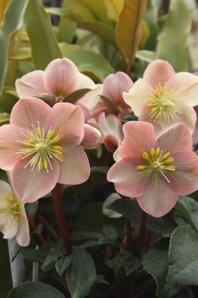 Lenten Rose for sale buy Helleborus x ballardiae 'Cinnamon Snow' PPAF Lenten Rose, Gladioli, Winter Rose, Shade Flowers, Shade Perennials, Christmas Rose, Woodland Garden, Perennial Garden, Shade Plants