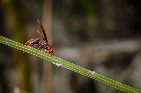 Red Wasp Sting, Wasp Trap Bait, Wasp Trap Diy, Homemade Wasp Trap, Red Wasp, Wasp Deterrent, Red Wasps, Wasp Repellent, Wasp Trap