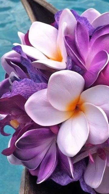 Plumeria Wallpaper, Aesthetic Water, Blossom Garden, Plumeria Flowers, Sunflower Wallpaper, Tumblr Aesthetic, Rare Flowers, Hawaiian Flowers, Wallpapers Iphone