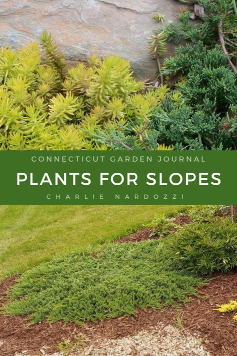 Views of slope gardens. How To Landscape A Hillside Sloped Yard, Landscaping With Boulders On A Slope, Gardening On A Slope Ideas, Plants For Slopes, Ti Plant, Landscaping On A Hill, Sloped Yard, Gardening Landscaping, Sloped Garden