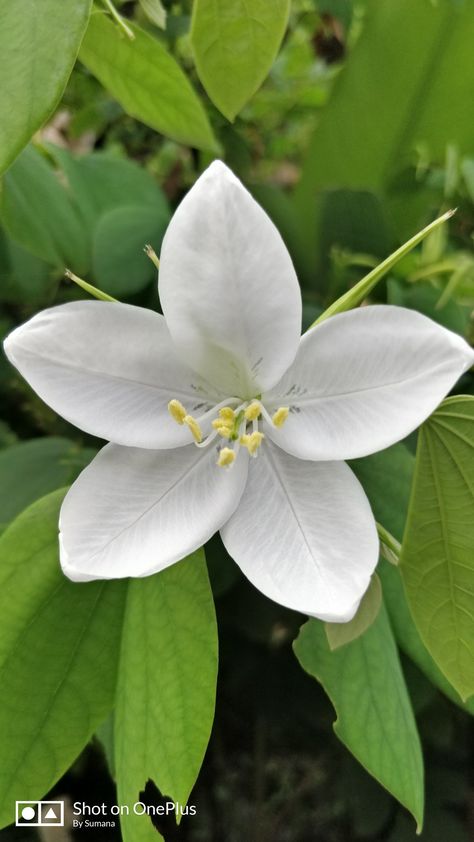 Bauhinia Acuminata Bauhinia Flower, Orchid Tree, Flowering Plants, Gods Creation, Flower Illustration, White Flowers, Orchids, Planting Flowers, Plants