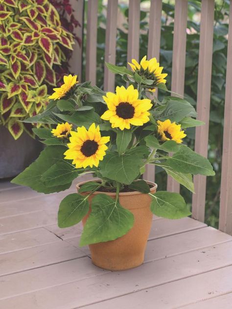 Flower Pots Outdoor Full Sun, Sunflowers In A Pot, Potted Plants Full Sun, Best Flowers For Pots, Flowers For Pots, Ornamental Grasses For Shade, Pot Arrangements, Full Sun Flowers, Front Porch Flowers