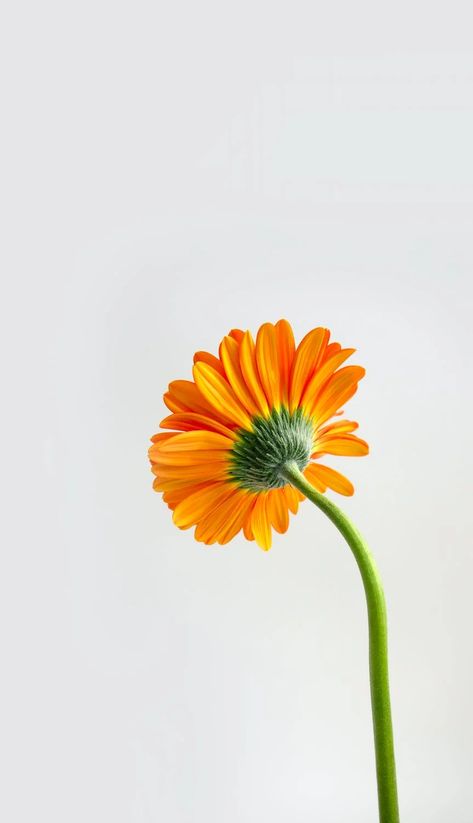 Minimalist Flower Photography, Flowers Up Close, Barberton Daisy, Color Duos, Flower Allover, Sticker Inspo, Flower Close Up, Bloom Blossom, Symbol Of Love