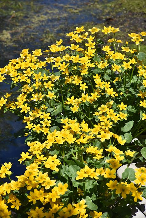 Waterville Maine, Marsh Marigold, Woodland Gardens, Bog Garden, Prairie Flower, Buttercup Flower, Flowers Dark, Lafayette Louisiana, Rock Garden Plants