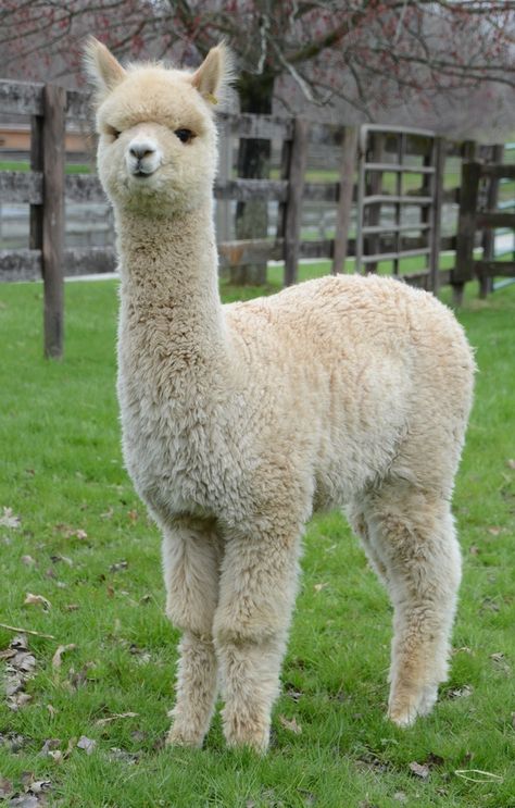 Llama And Alpaca, Llama Photography, Pet Alpaca, Alpaca Wallpaper, Llama Photo, Lama Animal, Kiko Goats, Cute Lama, Peru Alpaca