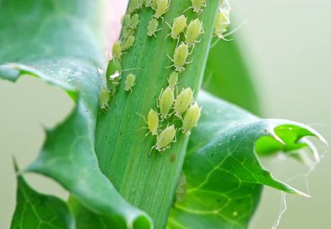 How to Get Rid of Aphids - Bob Vila Aphid Spray, Get Rid Of Aphids, Slugs In Garden, Garden Problems, Natural Pest Control, Garden Pest Control, Organic Gardening Tips, Garden Pests, Hobby Farms