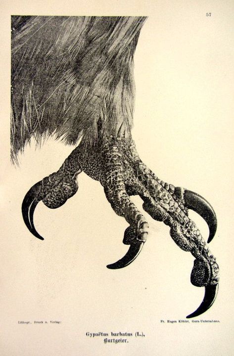 Antique 1903 sharp claw of bearded vulture by LyraNebulaPrints, $19.50 Eagle Talon Tattoo, Animal Feet Drawing, Vulture Anatomy, Talons Drawing, Gingerbread Inspiration, Rabe Tattoo, Bearded Vulture, Turkey Vulture, Baba Jaga