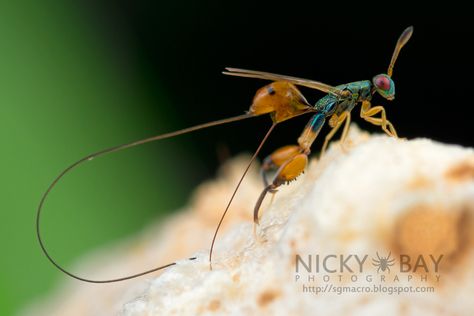 Mantis Parasitic Wasp (Podagrion sp.) - DSC_9368 | Nicky Bay | Flickr Cool Bugs, Arthropods, Arachnids, Wasp, Bugs, Insects, Bee, Animals, Bugs And Insects