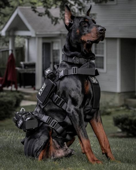 Doberman, A House, Dogs, Black