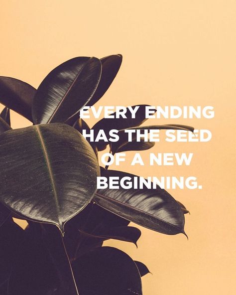 Every ending has the seed of a new beginning. Grateful Quotes, Health Board, A New Beginning, New Beginning, My Photo Gallery, True Words, New Beginnings, Better Life, Photo Gallery