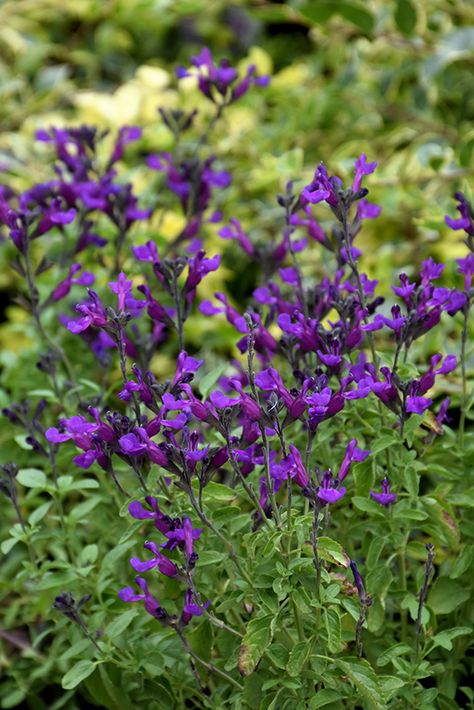 Click to view a full-size photo of Vibe Ignition Purple Sage (Salvia x jamensis 'Ignition Purple') at All Seasons Nursery Purple Salvia, Low Water Gardening, Purple Sage, Lafayette Louisiana, Full Size Photo, Attracting Bees, Outdoor Pots, Low Maintenance Plants, Bedding Plants