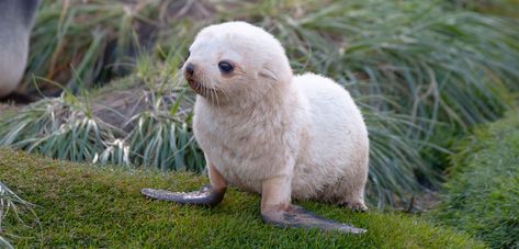 Antarctic Animals, South Georgia Island, Fur Seal, Kingdom Animalia, Baby Seal, Southern Ocean, Winners And Losers, Green Sea Turtle, Louisiana State University