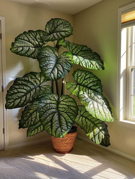 Big Leaf Plants, Plant Goals, Plants Are Friends, Leafy Plants, Growing Plants Indoors, Big Plants, House Plants Decor, Colorful Plants, Room With Plants