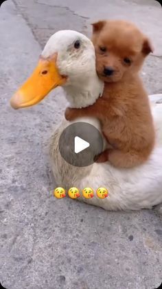 Animal Videos Cutest, Animal Funny Videos, Squirrel Repellant, Cute Animals Videos, Animal Videos Funny, Videos Of Animals, Unlikely Animal Friends, Animals Video, Saving Animals