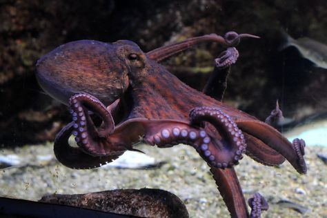 flattr this! Please take a look at other pictures of me! Gewöhnlicher Krake im Exotarium im Zoo Frankfurt. -- Common octopus in Frankfurt's zoo. octopus vulgaris Octopus Reference, Octopus Photography, Octopus Facts, Octopus Photos, Octopus Vulgaris, Common Octopus, Octopus Species, Octopus Pictures, Octopus Painting