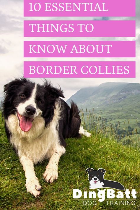 dog-training-tips Border Collie Training, Service Dog Training, Basic Dog Training, Dog Potty Training, Border Collie Puppies, Dog Training Advice, Puppy Training Tips, Dog Training Videos, Best Dog Training