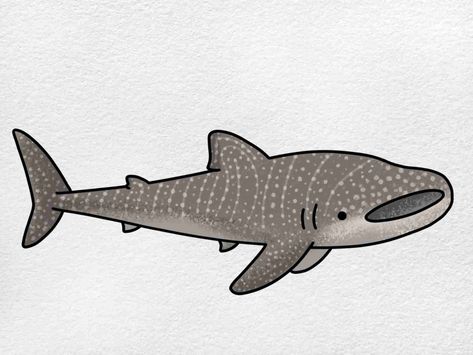 Whale Shark Drawing - HelloArtsy Shark Drawing Easy, Draw A Whale, Whale Shark Drawing, Whale Shark Tattoo, Whale Drawing, Cartoon Whale, Shark Drawing, Shark Art, Cute Whales