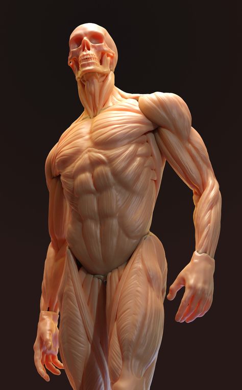 ArtStation - Anatomy study Body Muscle Anatomy, Zbrush Anatomy, Male Torso Anatomy, 남성 근육, Male Body Drawing, Human Muscle Anatomy, Human Anatomy For Artists, 3d Anatomy, Artists Painting