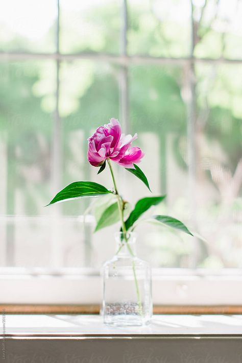 A single peony in bloom in bottle on windowsill by Laura Stolfi for Stocksy United #peony #homedecor #pinkpeony #flower #pinkflower #cutflower #windowsill #bythewindow #blossom #bright #airy #magenta #flowerinvase #flowerinbottle #glass #bottle #floweronwindow Reference Pics, Home Flowers, Single Flower, Stock Photography Free, Perfect Image, Pink Peonies, Us Images, In Bloom, Cut Flowers