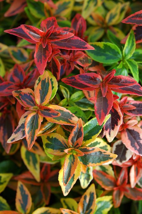 Abelia Kaleidoscope, Landscape Plants, Front Landscaping, Patio Plants, Evergreen Shrubs, House Landscape, Landscaping Plants, Plant Sale, Types Of Soil