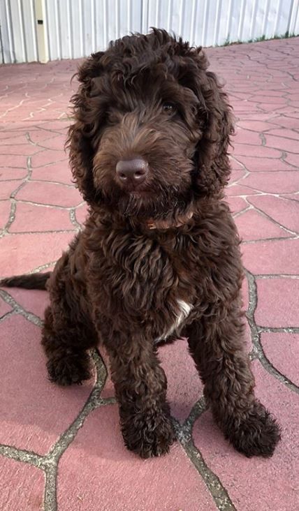 Brown Labradoodle, Chocolate Labordoodle, Labradoodle Puppy Black, Brown Labradoodle Aesthetic, Dark Brown Cockapoo, Goldendoodle Black, Cockapoo Black And Tan, Chocolate Labradoodle, Small Brown Curly Hair Dog