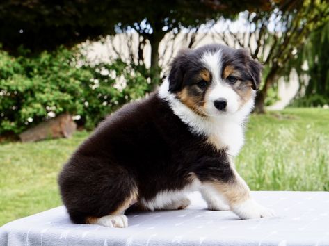 Australian Shepherd Puppies For Sale | Sisters, OR Aussie Puppies For Sale, Mini Aussie Shepherd, Australian Shepherd Puppies For Sale, Animals Jokes, Pembroke Welsh Corgi Puppies, Aussie Shepherd, Dog Obsessed, Australian Shepherd Puppy, Welsh Corgi Puppies