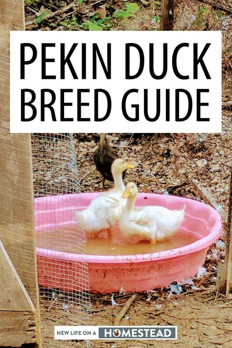 Duck Set Up Ideas, Homesteading Ducks, Homestead Ducks, Duck Raising, Pekin Ducklings, Pekin Ducks, Duckling Care, Duck Care, Mother Clucker