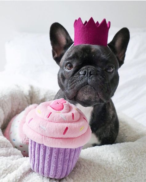 Bulldog Happy Birthday, Happy Birthday French Bulldog, Funny Frenchies, Bulldog Birthday, Fruit Bats, Toy Bulldog, Birthday Tag, Bulldog French, Bulldog Pics