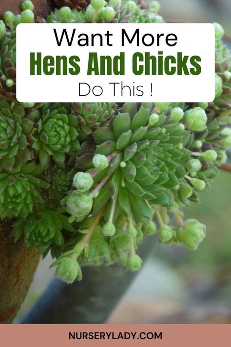 Want more hens and chicks? Discover easy propagation techniques to grow your succulent collection! Learn how to use offsets, leaf cuttings, and seeds to expand your garden. Get tips on creating the ideal conditions for new growth and ensuring healthy, vibrant plants. Perfect for succulent enthusiasts looking to multiply their collection effortlessly! Hen And Chicks, Succulent Collection, Succulent Seeds, Growing Succulents, Low Maintenance Garden, Outdoor Accents, Hens And Chicks, New Growth, Succulents Garden