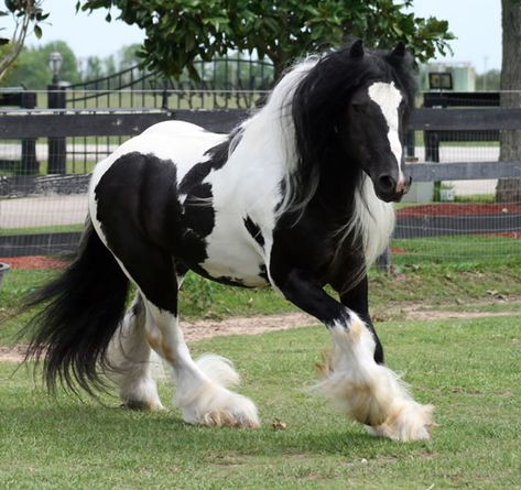 Black And White Horse, Horse Collection, Collection Board, Big Horses, Pet Blog, Most Beautiful Horses, Friesian Horse, Majestic Horse, Horse Crazy