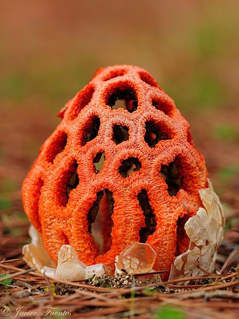 Clathrus Ruber Mushroom, Clathrus Ruber, Lichen Moss, Mushroom Pictures, Slime Mould, Plant Fungus, Mushroom Fungi, Nail Fungus, Unique Plants