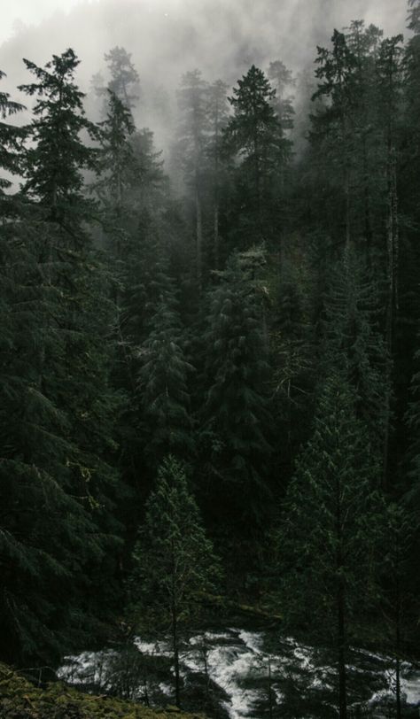 Amazing pine forest, Alaska November Wallpaper, Dark Naturalism, Dark Forest Aesthetic, Dark Green Aesthetic, Slytherin Aesthetic, Dark Paradise, Pine Forest, Dark Forest, Nature Aesthetic