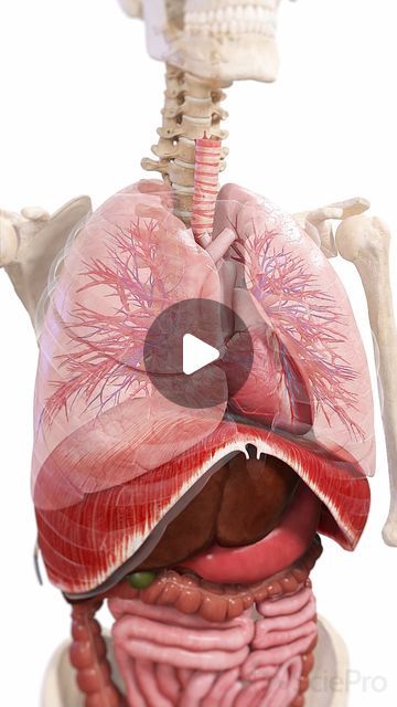 SciePro on Instagram: "🌬️ The Diaphragm, Heart, and Lungs: A Perfect Trio for Life 🌬️ 

The diaphragm is the main muscle responsible for breathing, helping the lungs expand and contract with each breath. 

Right above it, the heart pumps oxygenated blood from the lungs to the rest of the body. Together, the diaphragm, heart, and lungs work in harmony to keep you alive, ensuring oxygen gets into your blood and is pumped throughout your body.

#Diaphragm #HeartAndLung #RespiratoryHealth #Cardiology #science #med #meded #education #sciart #3d #unity3d #anatomy #medstudent #animation #3dmodel #scicomm #health #breathing" Heart Pumping, Heart Pump, Unity 3d, Heart And Lungs, Respiratory Health, Med Student, Cardiology, Lungs, For Life