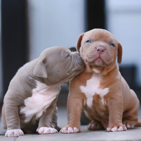 Pitbull Dog Puppy, Wholesome Dog, Pitbull Dog Breed, Pitbull Puppies For Sale, Bully Breeds Dogs, Bully Dog, American Pit Bull Terrier, Cute Little Puppies