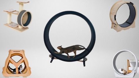 Cat Wheels Exercise, Cat Exercise Wheel, Cat Vet, Cat Exercise, Exercise Wheel, Sisal Rope, Small Cat, Scratching Post, Cat Room