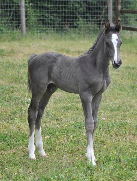 Grey foal. I'd love a horse this color. This is gorgeous <3 Cute Foal Pictures, Ahal Teke, Cai Sălbatici, Rasy Koni, Most Beautiful Horses, Grey Horse, Baby Horses, Horse Crazy, Cute Horses