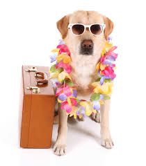 vacation - Google Search Vacation Meme, Pet Boarding, Pet Holiday, Pet Sitters, Dog Travel, Service Animal, Senior Dog, Dog Health, Your Pet