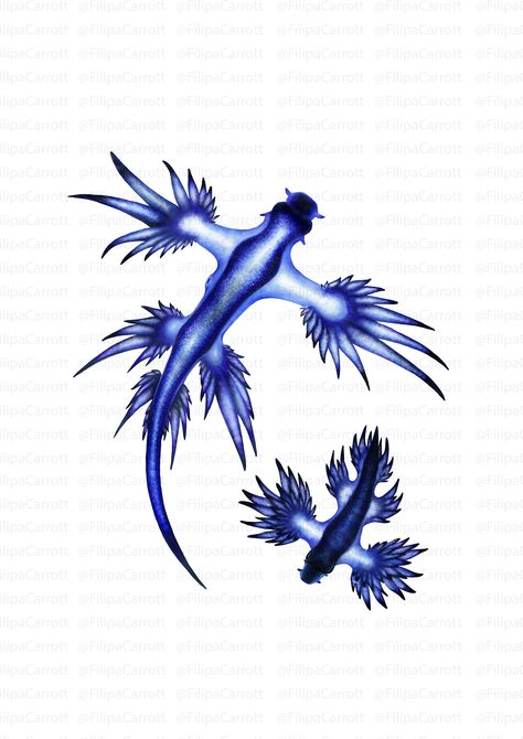 Glaucus atlanticus & Glaucilla marginata. Contest entry for #illustraciencia 5. #glaucus #scientificillustration #illustration Blue Sea Slug, Glaucus Atlanticus, Left Arm Tattoos, Fish Quilt, Sea Dragon, Little Dragon, Sea Inspired, Tattoo Flash Art, Scientific Illustration