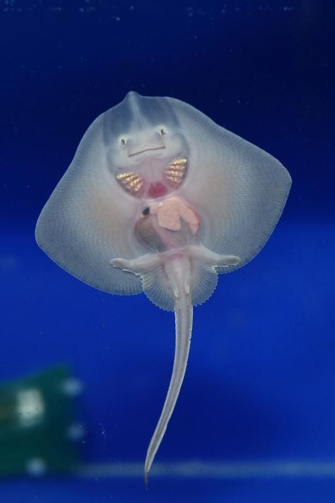 Baby Stingray, Dancer Photo, Stingray Fish, Baby Ray, Pula Croatia, Life Under The Sea, Underwater Animals, Marine Fish, The Aquarium