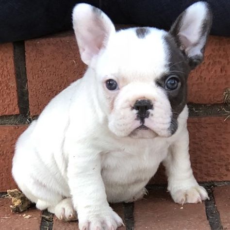 SOLD Izzy - female AKC French Bulldog puppy for sale in Cushing Oklahoma Frenchie Puppies For Sale, Irish Setter Puppy, Charismatic Personality, French Bulldog Breeders, Setter Puppies, Baby French Bulldog, French Bulldog For Sale, Irish Setter Dogs, Mini Goldendoodle Puppies