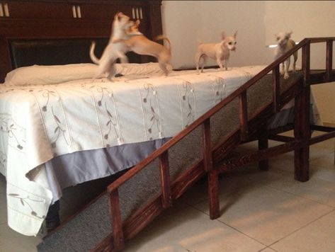 19 DIY Dog Ramps & Steps (For Bed and Stairs) | PlayBarkRun Easy Diy Dog Ramp For Bed, Dog Ramp Diy, Dog Pool Ramp, Dog Itching Remedies, Outdoor Ramp, Dog Ramp For Bed, Pallet Dog House, Ramp Stairs, Old Cabinet Doors