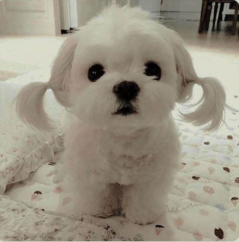 White Shitzu, Maltese Dogs Haircuts, Shitzu Dogs, Cute Puppies And Kittens, Cute Dogs Images, Really Cute Puppies, Cute Dog Photos, Pets 3, Cute Little Puppies